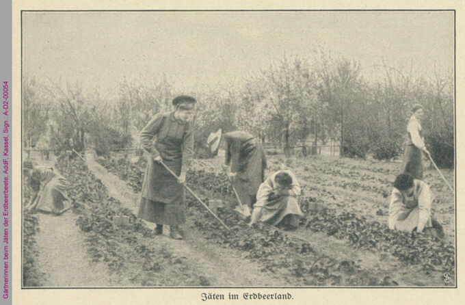 Schülerinnen der Obst- und Gartenbauschule für Frauen gebildeter Stände in Marienfelde beim Jäten der Erdbeerbeete